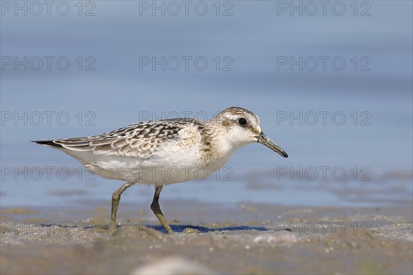 Sanderling