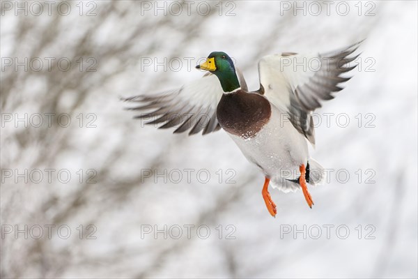 Flying Mallard