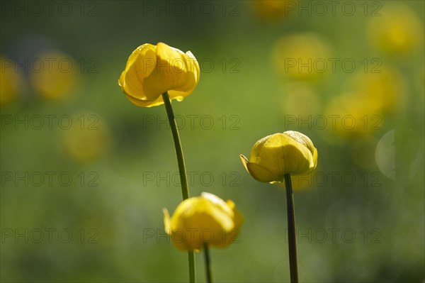 Troll flower