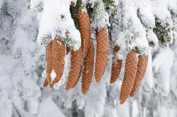 Fir cone with hoarfrost