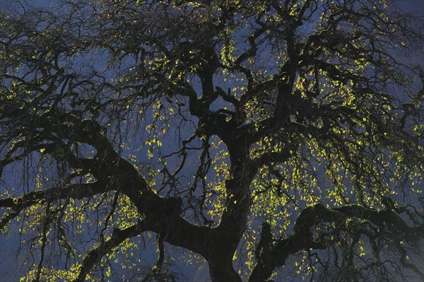 Beech in autumn