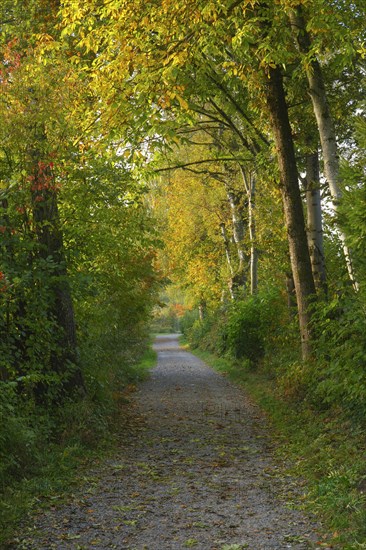 Forest path at the Pfaeffikersee