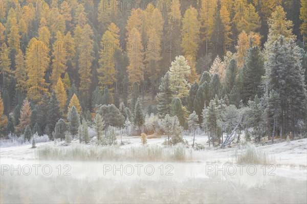 Larch and spruce forest on Lake Stazersee