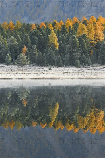 Larch and spruce forest on Lake Stazersee