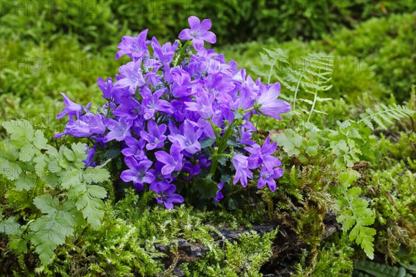 Dalmatian Bellflower