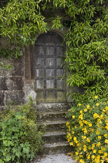 Old wooden door ingrown with plants