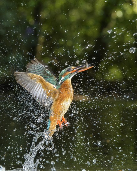 Busted Common kingfisher