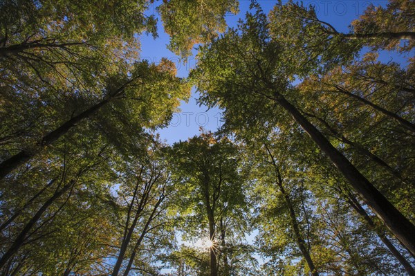 Beech forest in autumn