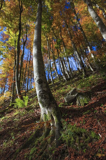 Beech forest in autumn