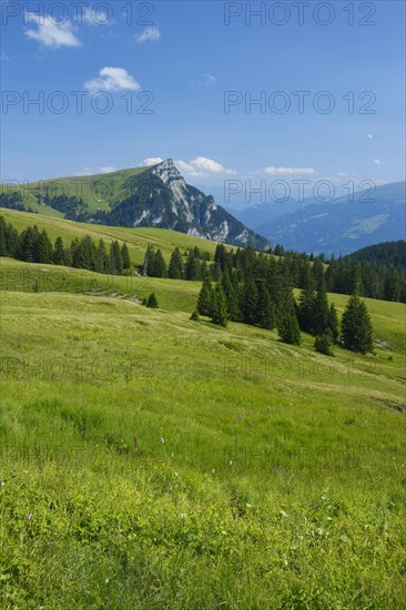 Alp Palfries with Tschuggen