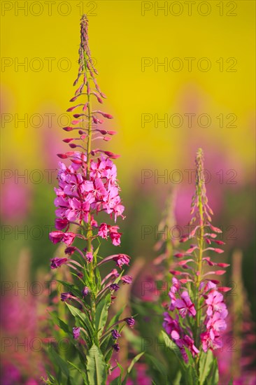 Narrow-leaved willowherb