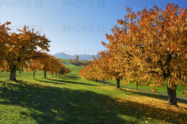 Cherry trees in autumn
