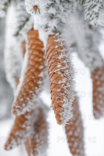Fir cone with hoarfrost