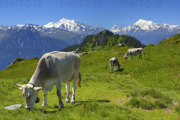 Swiss Alps