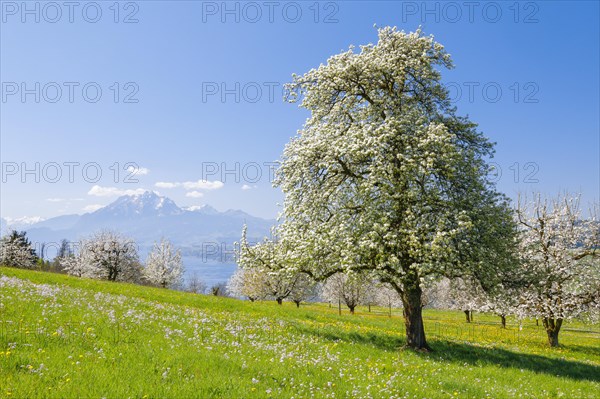 View of Pilatus and Lake Lucerne