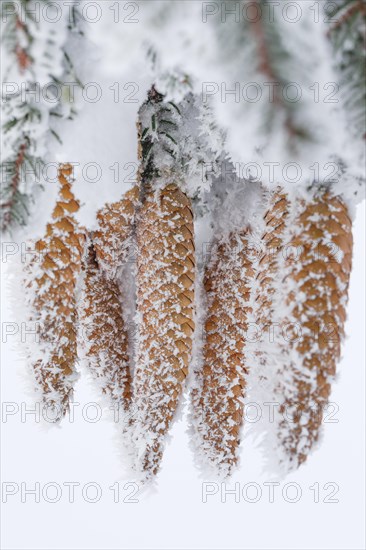 Fir cone with hoarfrost