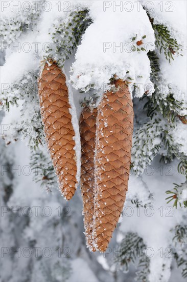 Fir cone with hoarfrost