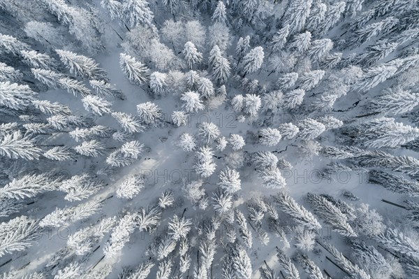 Winterwald