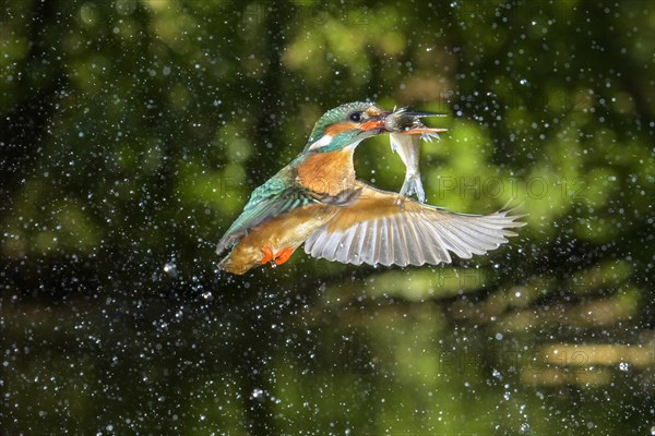 Busted Common kingfisher