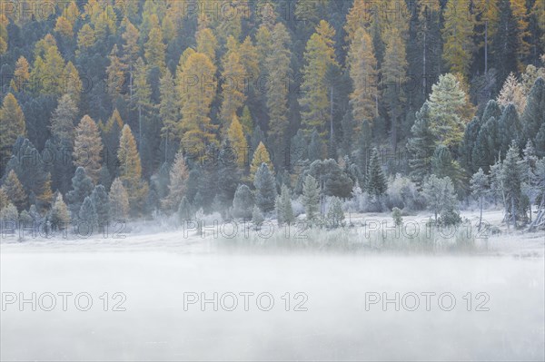 Larch and spruce forest on Lake Stazersee