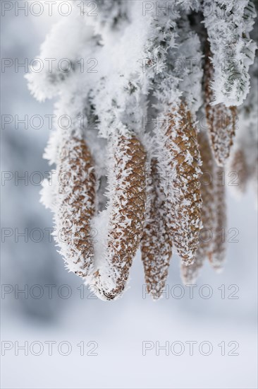 Fir cone with hoarfrost