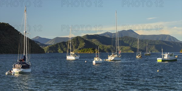 Sailing boats in Picton harbour at sunset