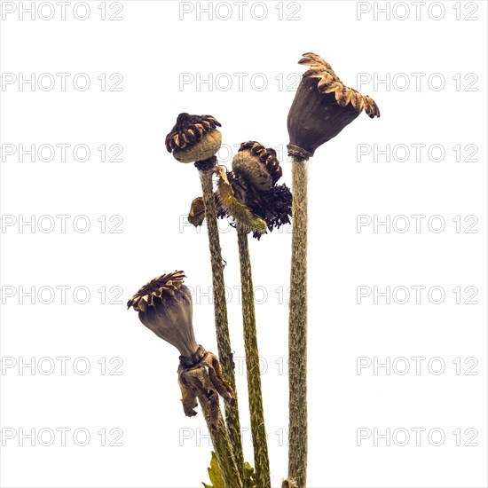 Poppy