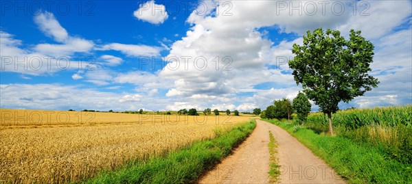 Country lane through cultural landscape in summer