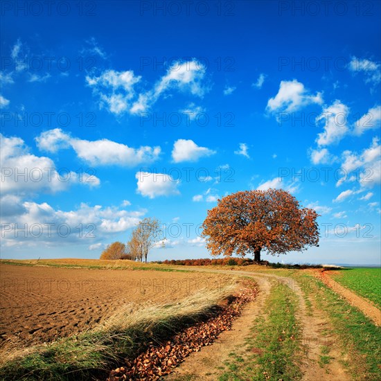 Field path through cultivated landscape in autumn