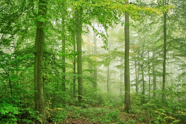 Beech forest with fog in early autumn