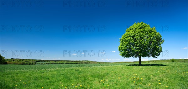 Solitary lime tree on a green meadow