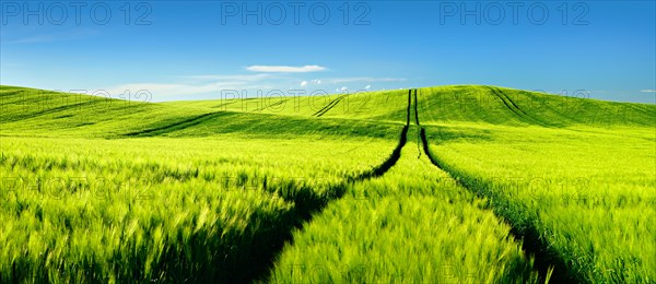 Endless green barley field in spring