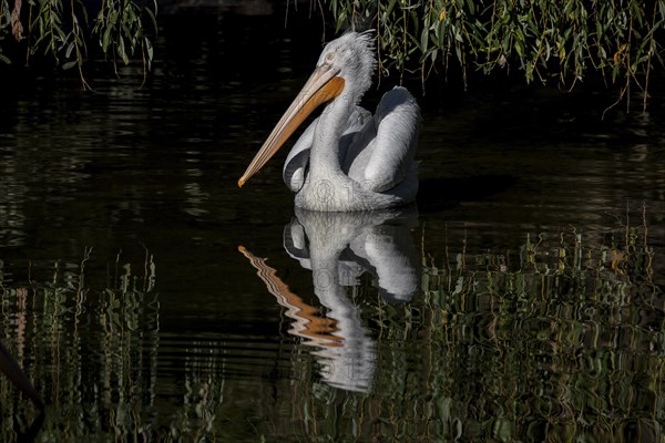 Pelican reflection on the water with a black background