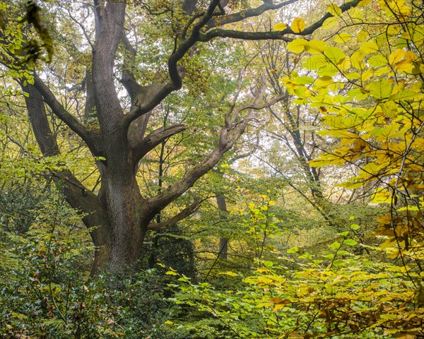 Autumn in the jungle Baumweg