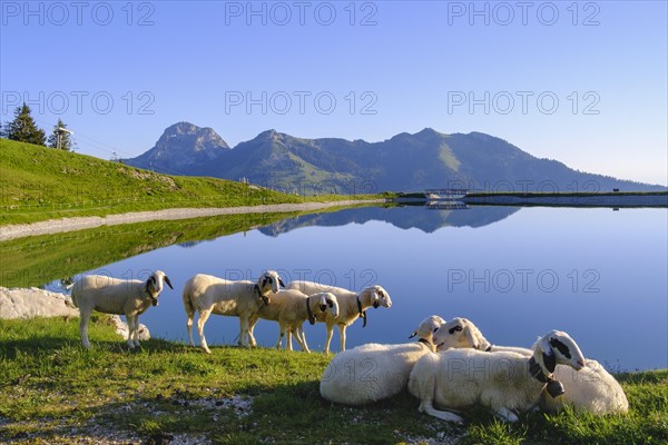 Sheep at the Walleralm reservoir