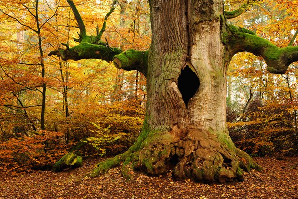 Kamineiche in autumn