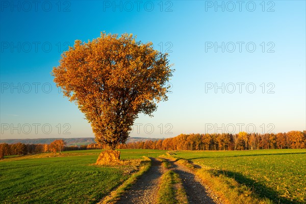 Field landscape in autumn