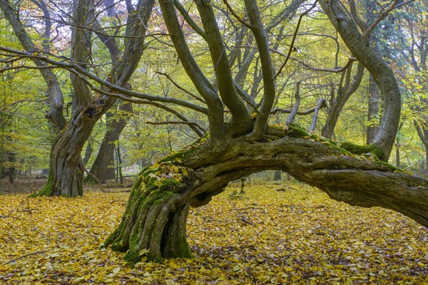 Autumn in the jungle Baumweg