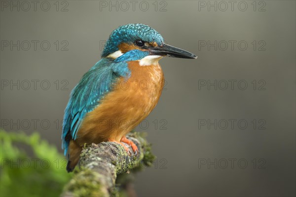 Common kingfisher