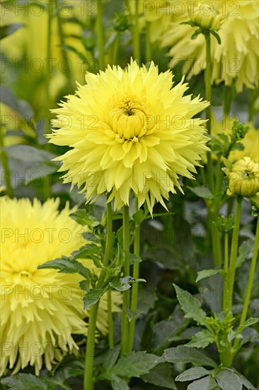 Deer antlersDahlia