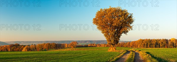 Panorama