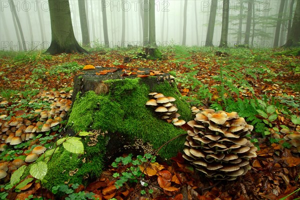 Beech forest