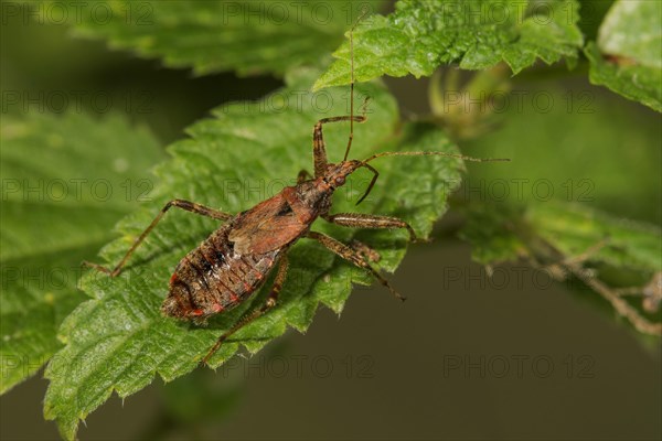 Sickle bug