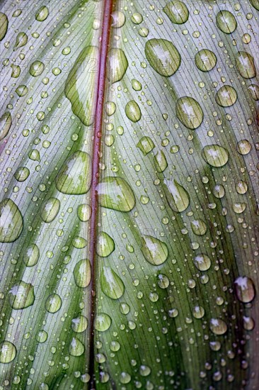 Leaf of a plant with raindrops