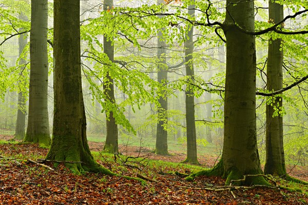 Beech forest with fog in early spring
