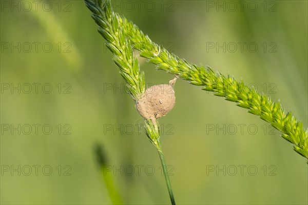 Layed eggs of an insect between blades of grass