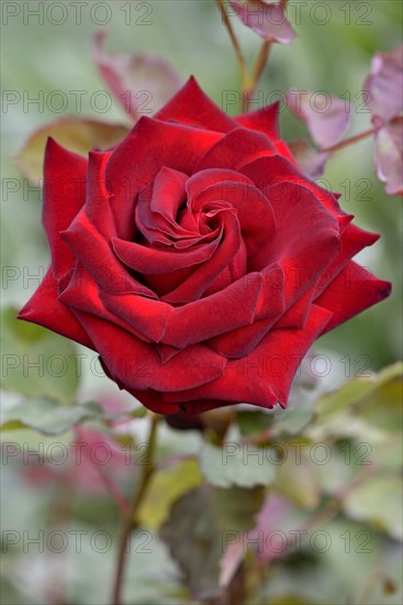 Edelrose