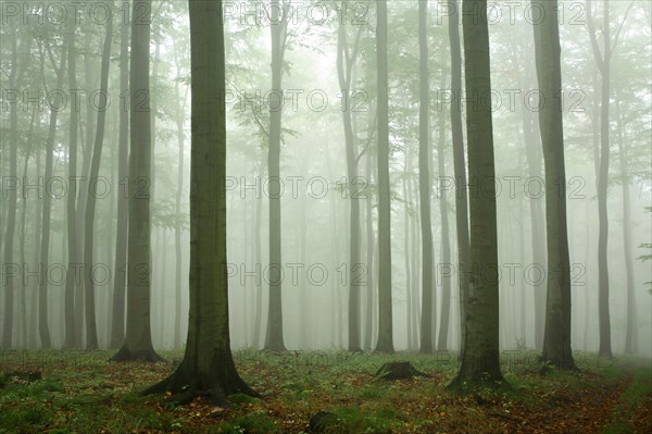 Beech forest