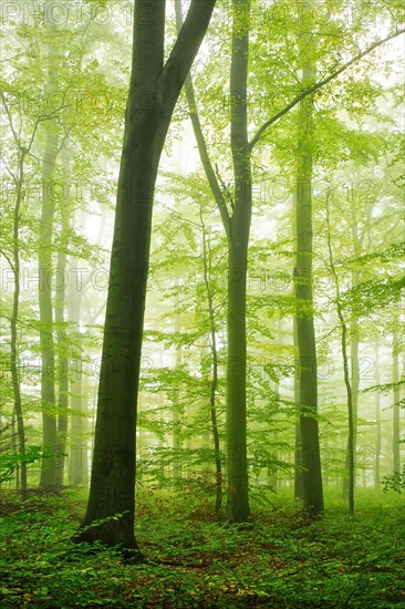 Beech forest with fog in early autumn