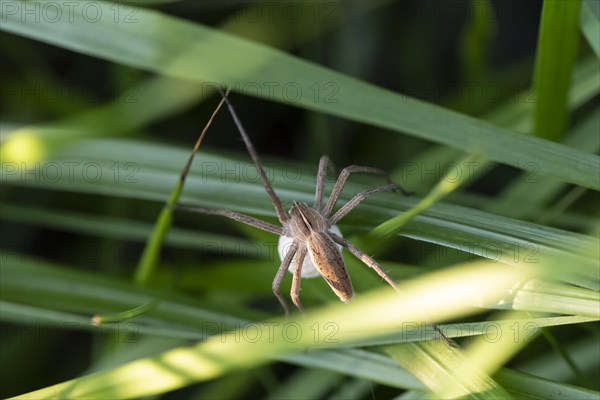 Running spider